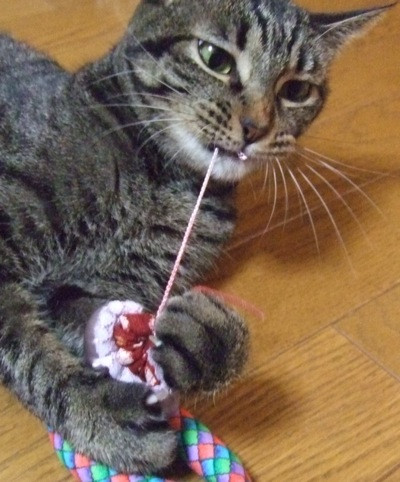 コメント175の画像