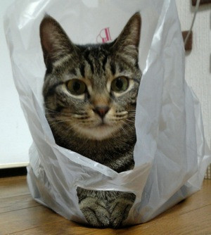 コメント177の画像