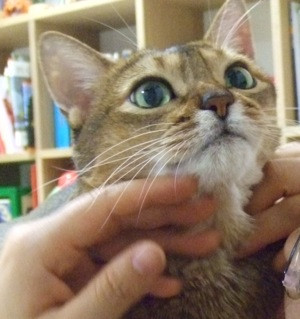 コメント181の画像