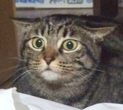 コメント187の画像