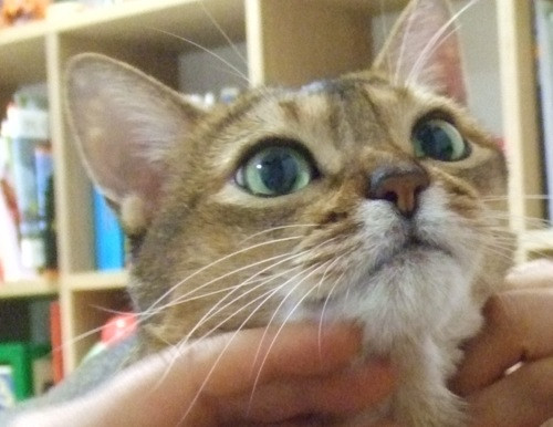 コメント190の画像