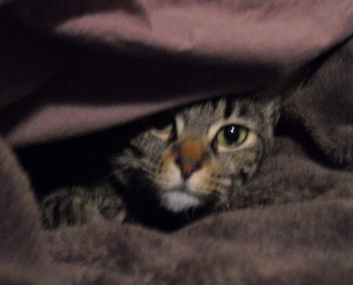 コメント201の画像