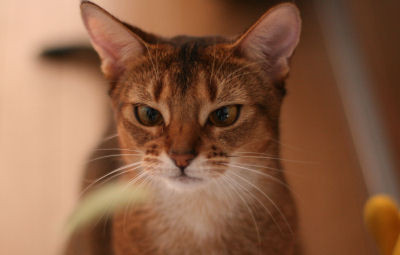 コメント12の画像