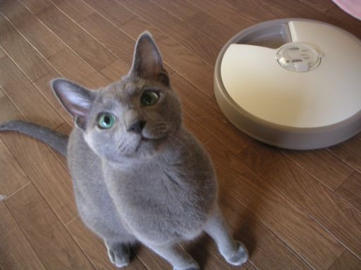 コメント7の画像