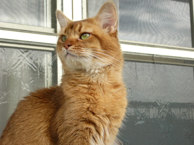 コメント28の画像