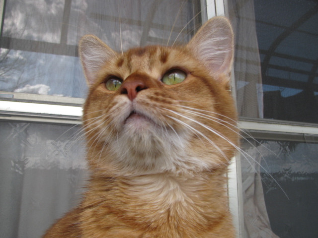 コメント63の画像