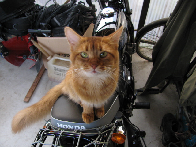 コメント68の画像