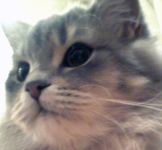 コメント15の画像