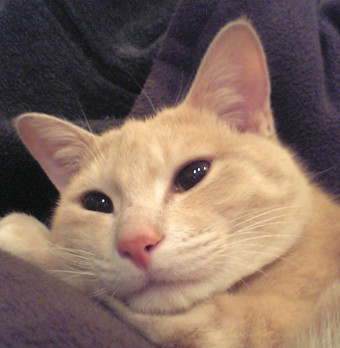 コメント16の画像