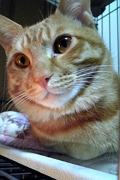 コメント95の画像