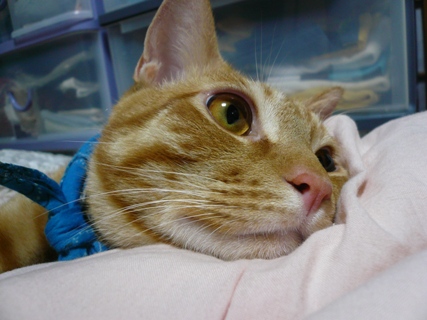 コメント148の画像