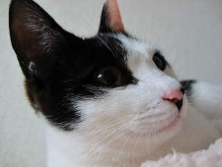 コメント103の画像