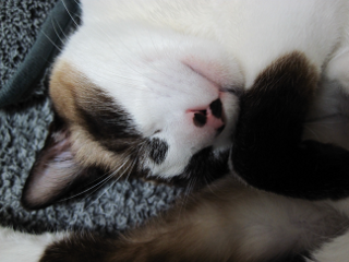 コメント126の画像