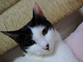 コメント174の画像