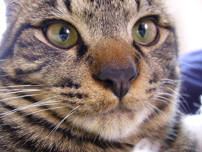 コメント71の画像