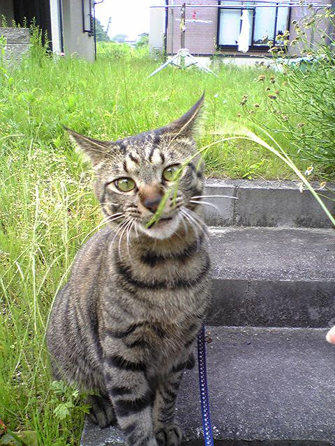 コメント150の画像