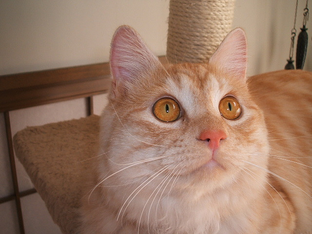 コメント13の画像