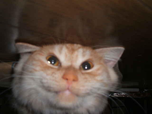 コメント14の画像