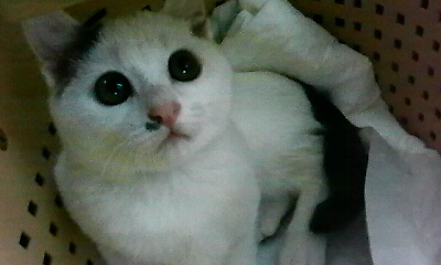 コメント23の画像