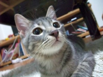 コメント44の画像