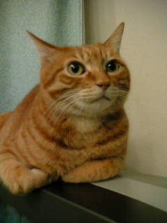 コメント117の画像