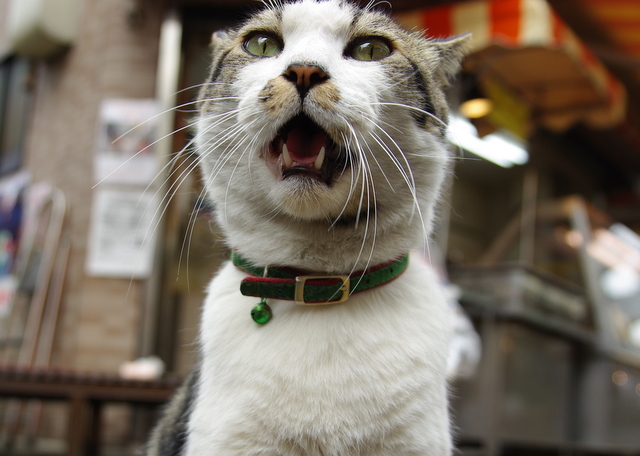 コメント3の画像