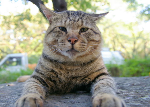 コメント37の画像