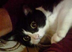 コメント85の画像