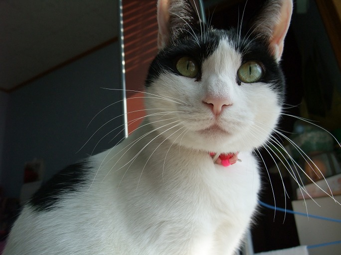 コメント10の画像