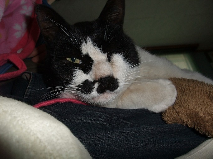 コメント49の画像