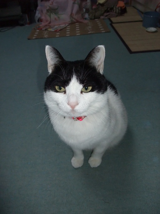 コメント67の画像