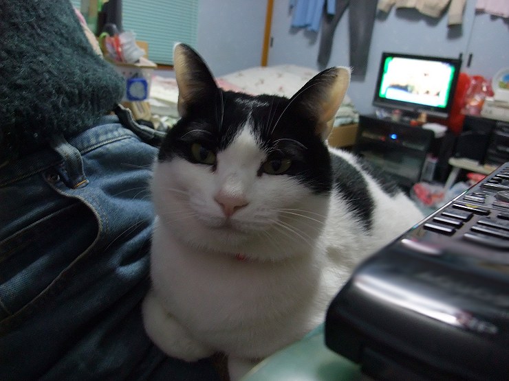 コメント93の画像