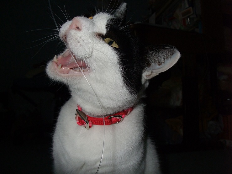 コメント140の画像