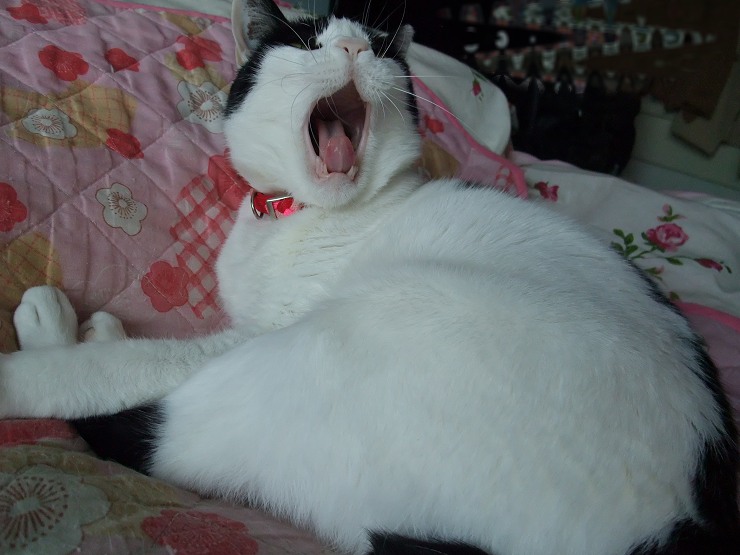 コメント141の画像