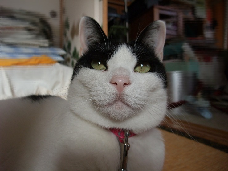 コメント184の画像