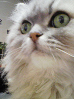 コメント145の画像