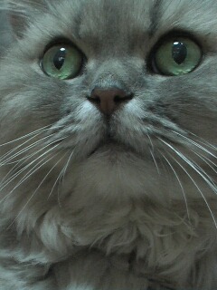 コメント161の画像