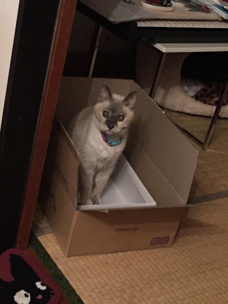 コメント12の画像