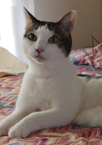 コメント8の画像