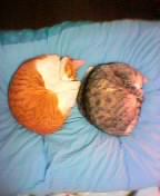 コメント9の画像