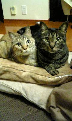 コメント10の画像