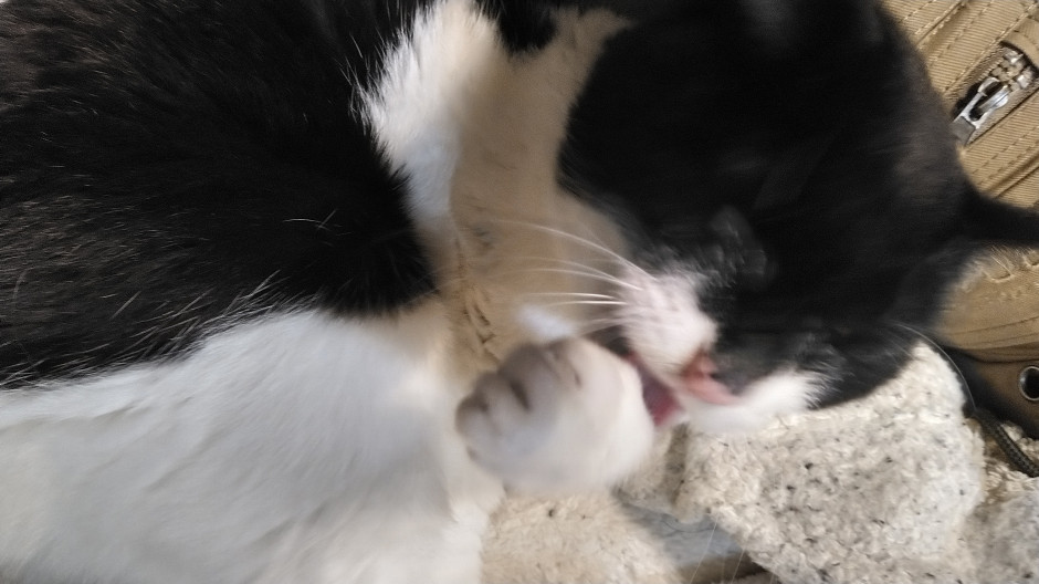 コメント13の画像