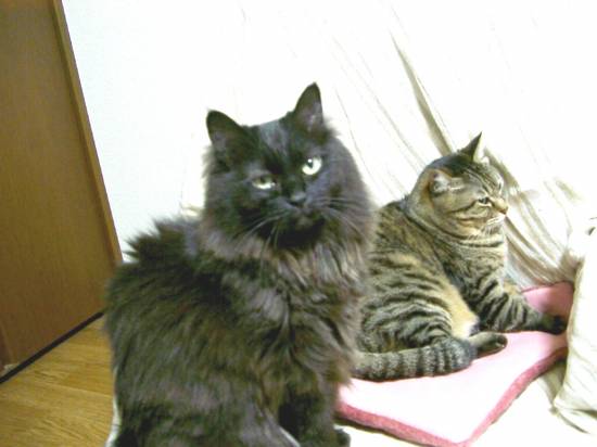 コメント11の画像