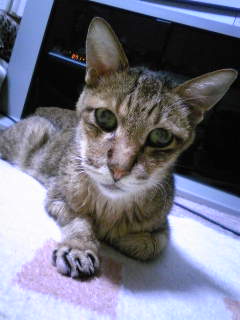 コメント3の画像