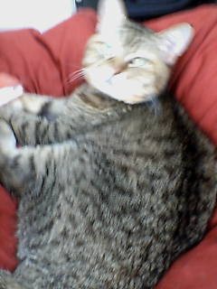 コメント5の画像