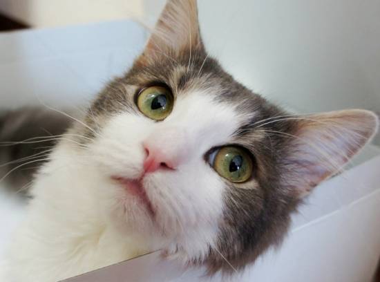 コメント171の画像