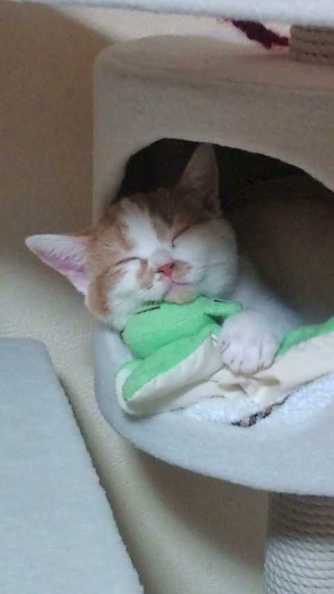 コメント134の画像