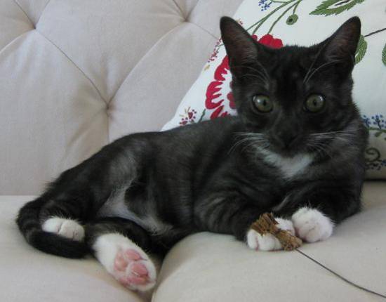 コメント138の画像