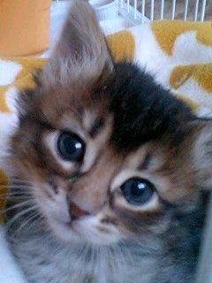 コメント125の画像