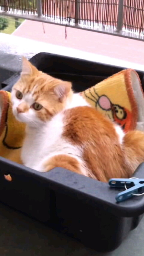 コメント167の画像